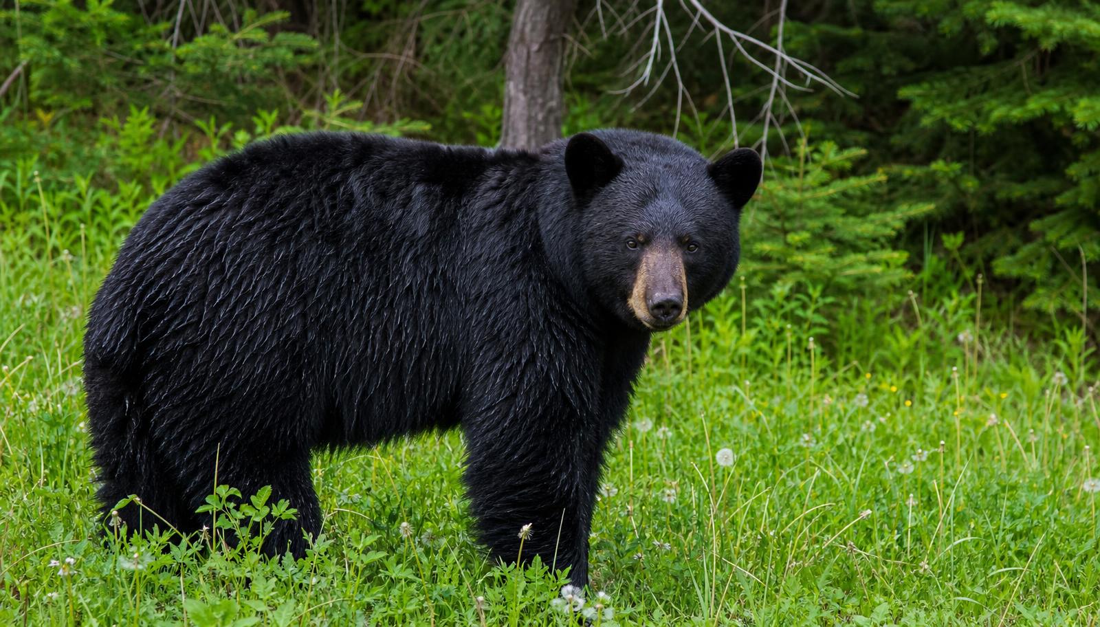 Bear Encounters: What to Actually Do (Black vs Grizzly)