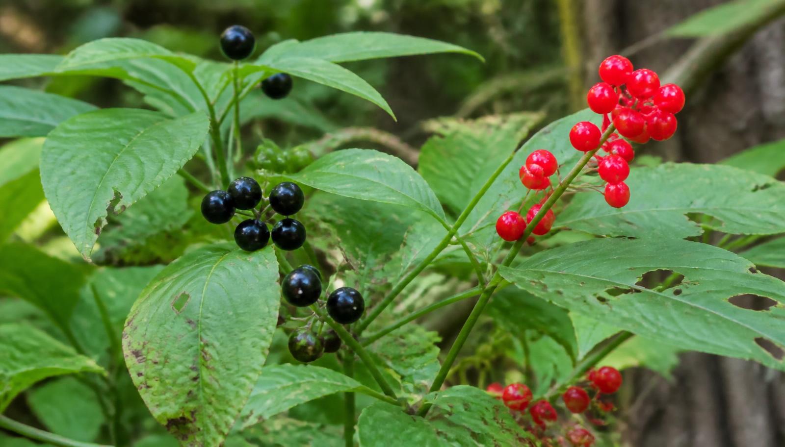 9 Wild Berries That Can Kill You — Learn These First