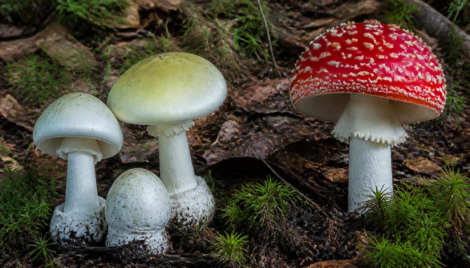 7 Wild Mushrooms That Can Kill You (Including Some That Look Edible)