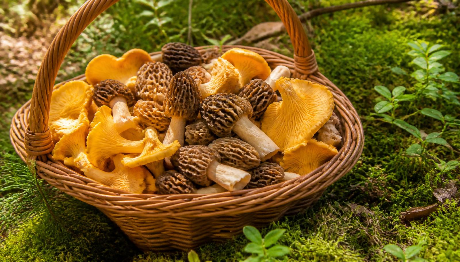 5 Beginner-Safe Edible Wild Mushrooms (and How to Be Sure)